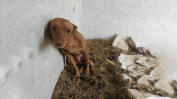Luna: The Town’s Brave Hero