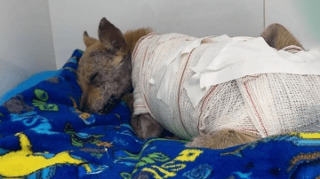 Luna: The Town’s Brave Hero